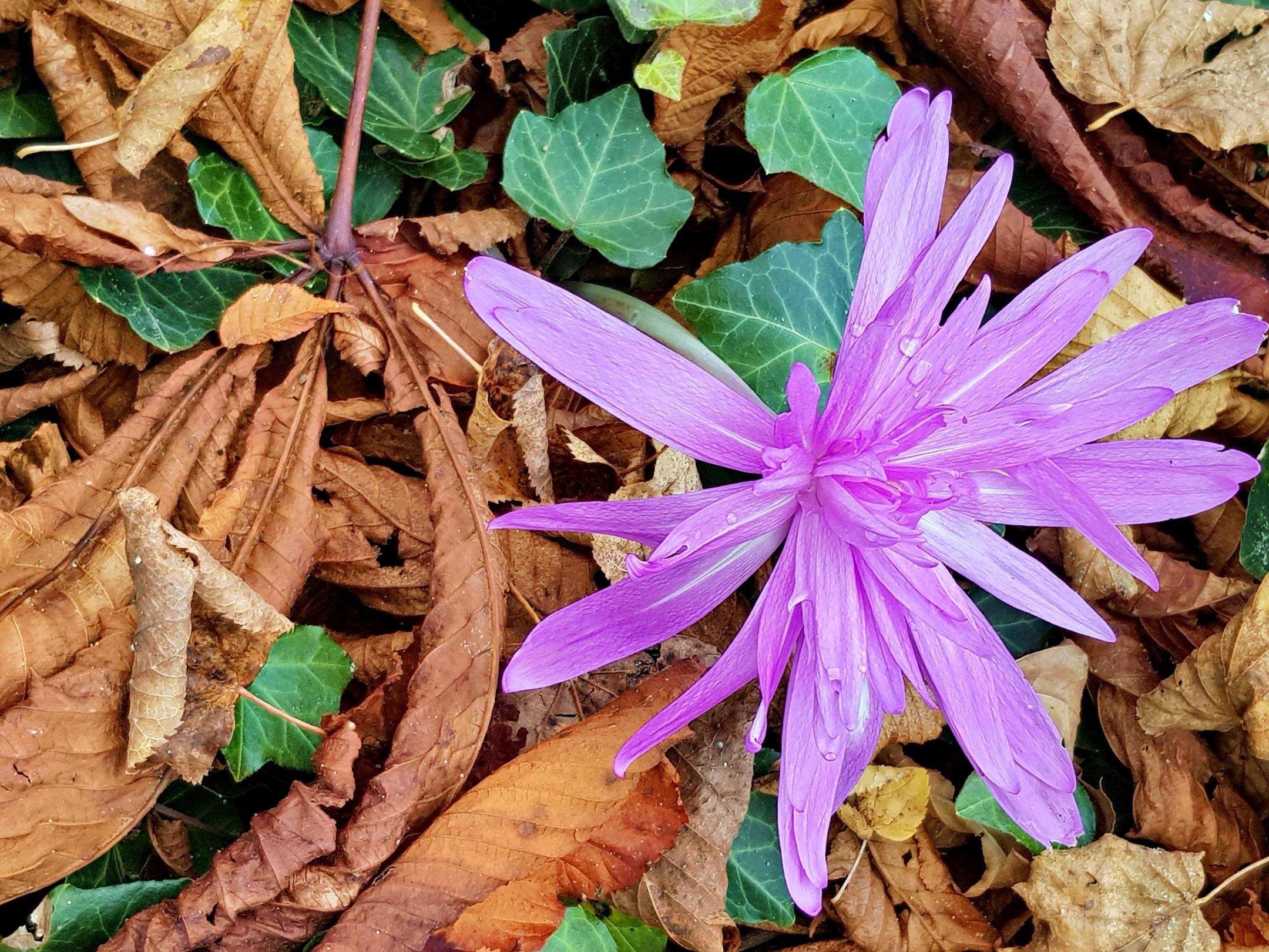 lila Blüte neben Laub (c) k-h. lila Blüte neben Laub